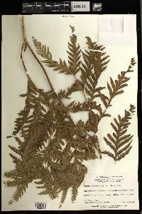 Pteris berteroana image