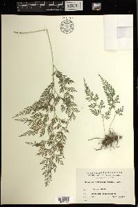 Onychium japonicum image