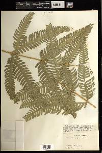 Pteris biaurita image