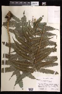 Pteris orizabae image