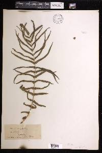 Pteris longifolia image