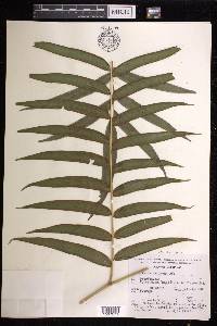 Pteris pulchra image