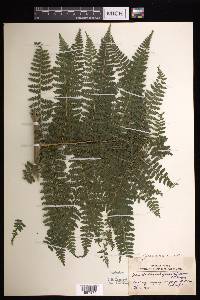 Dennstaedtia cicutaria image