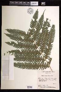 Pteris orizabae image