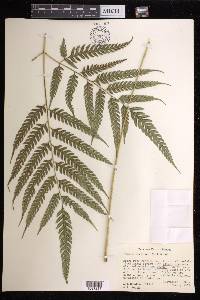 Pteris orizabae image