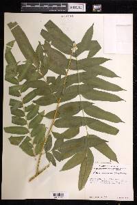 Pteris pulchra image