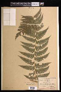 Dennstaedtia cicutaria image