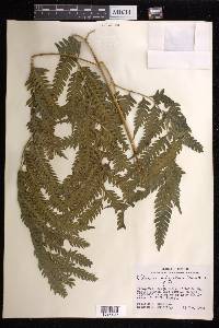 Pteris orizabae image