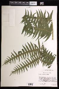 Pteris navarrensis image