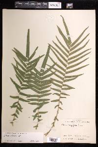 Pteris vittata image