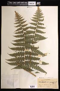 Dennstaedtia arborescens image