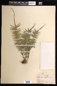 Pteris longifolia image