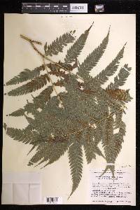 Pteris orizabae image