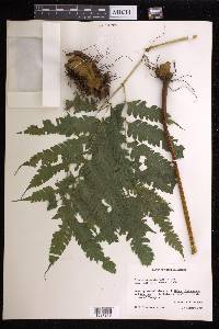 Pteris orizabae image