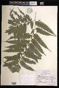 Pteris orizabae image