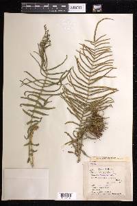 Pteris longifolia image