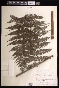 Dennstaedtia cicutaria image