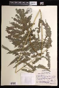 Pteris orizabae image