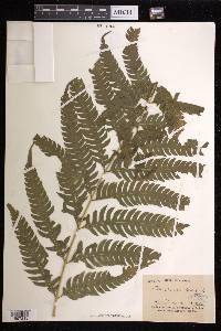 Pteris orizabae image