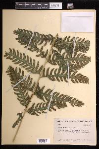 Pteris orizabae image