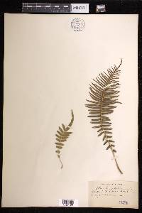 Pteris longifolia image