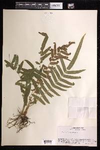 Pteris longifolia image