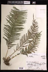 Pteris vittata image