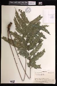 Pteris biaurita image