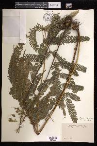 Pteris biaurita image