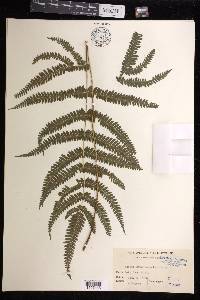 Pteris kiuschiuensis image