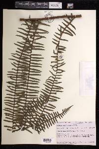 Pteris mertensioides image