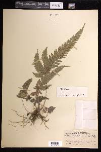 Pteris normalis image