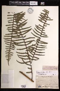 Pteris mertensioides image