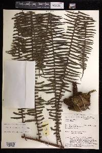 Pteris mertensioides image