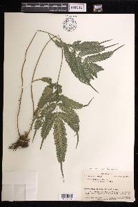 Pteris biaurita image