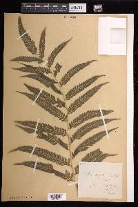 Pteris orizabae image