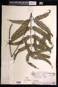 Pteris biaurita image