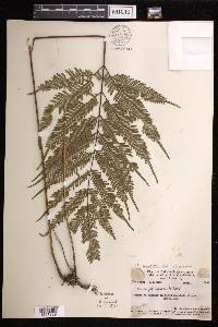 Pteris biaurita image