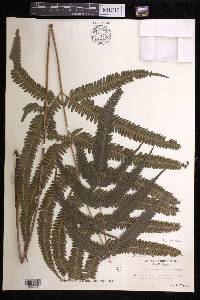 Pteris normalis image