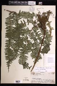 Pteris mertensioides image