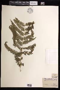 Pteris wallichiana image