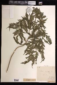 Pteris laevis image