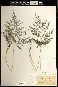 Pteris hexagona image