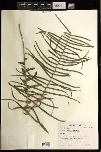 Pteris longifolia image