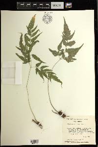 Pteris erosa image