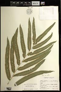 Pteris grandifolia image