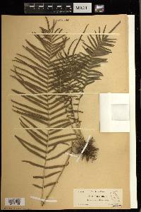 Pteris longifolia image