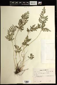 Pteris hexagona image