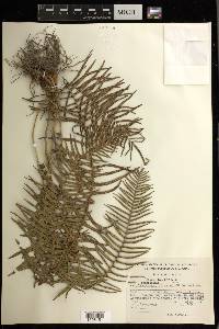 Pteris longifolia image