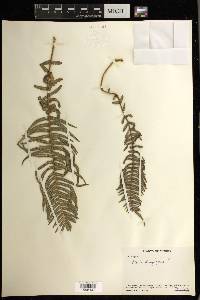 Pteris longifolia image